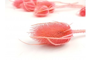 dried-thistle-12