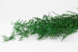 asparagus-sprengeri-stabilise-6.