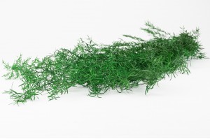 asparagus-sprengeri-stabilise-6.
