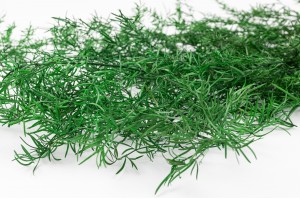 asparagus-sprengeri-stabilise-6