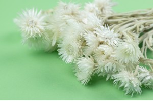 Helichrysum vestitum séché (18)