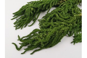amarante-stabilisee-7
