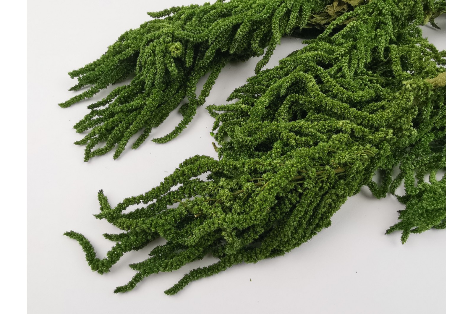 Preserved amaranthus (7) Preserved amaranthus (7)