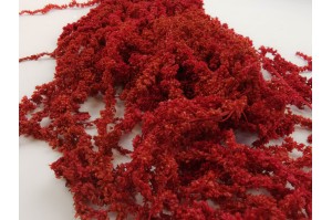 preserved-amaranthus-caudatus-14