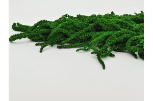 preserved-amaranthus-caudatus-14