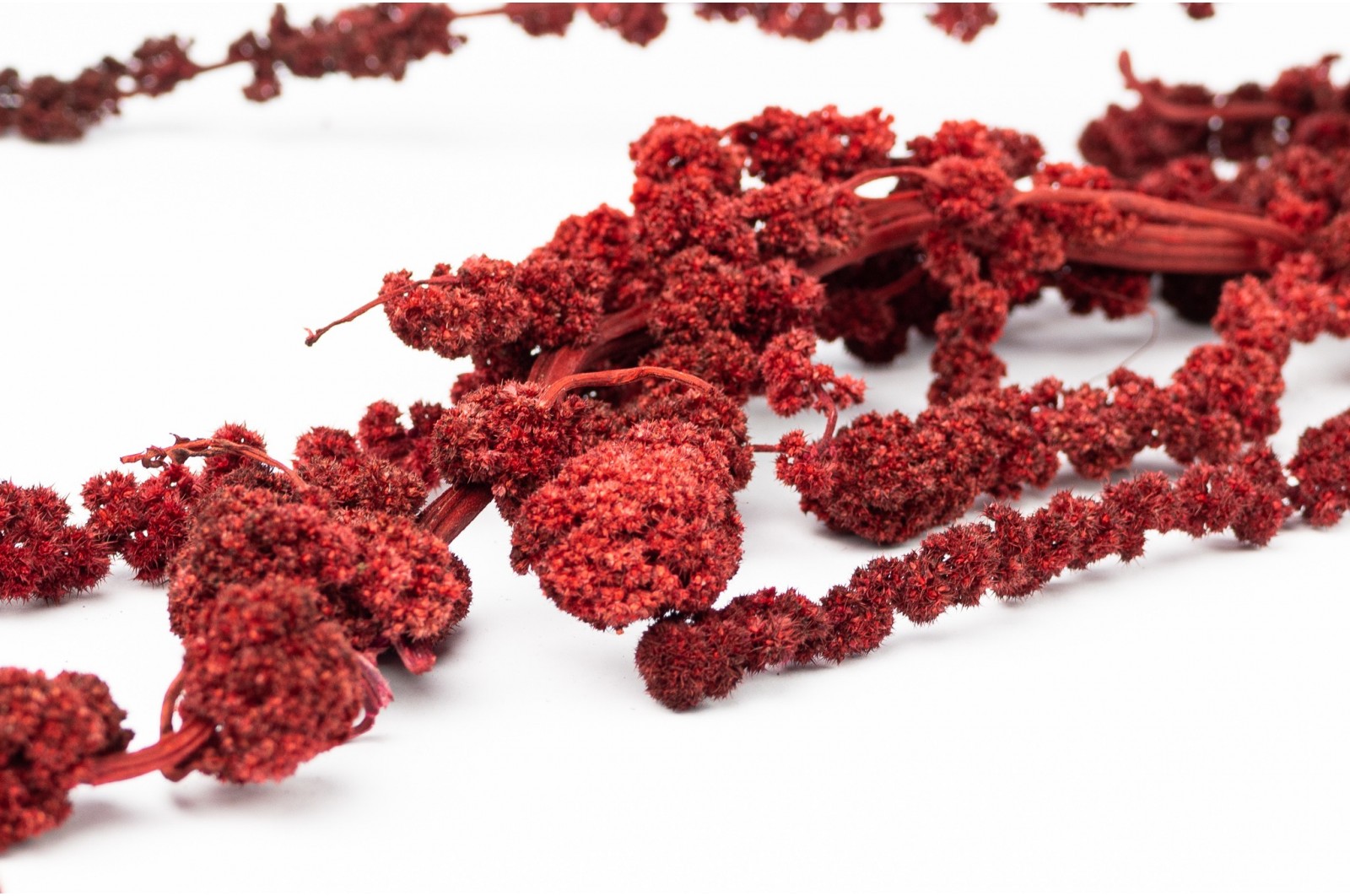 Preserved ball Amaranthus (14) preserved-ball-amaranthus-14