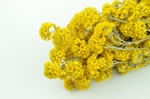 sanfordi-sec-naturel-8.