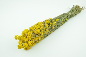 sanfordi-sec-naturel-8.