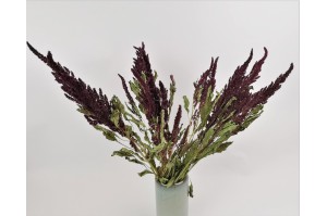 dried-amaranthus-18.