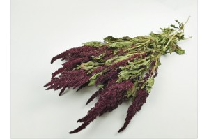 dried-amaranthus-18.