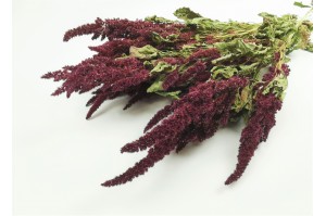 dried-amaranthus-18.