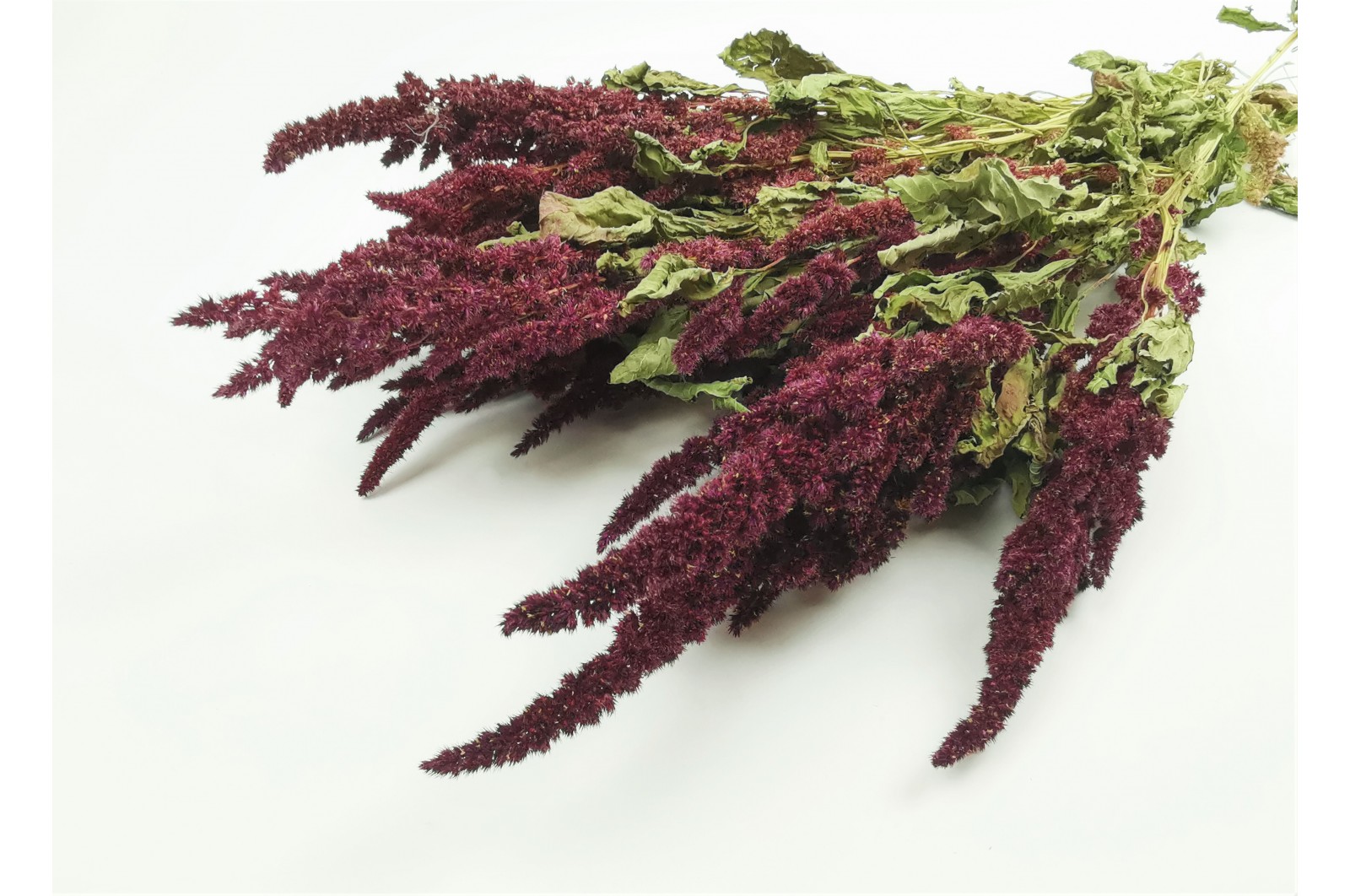 dried-amaranthus-18