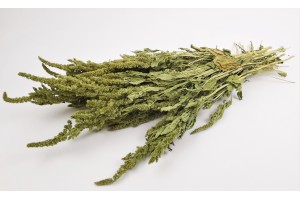 dried-amaranthus-18.