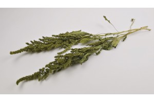 dried-amaranthus-18.