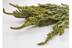 dried-amaranthus-18.