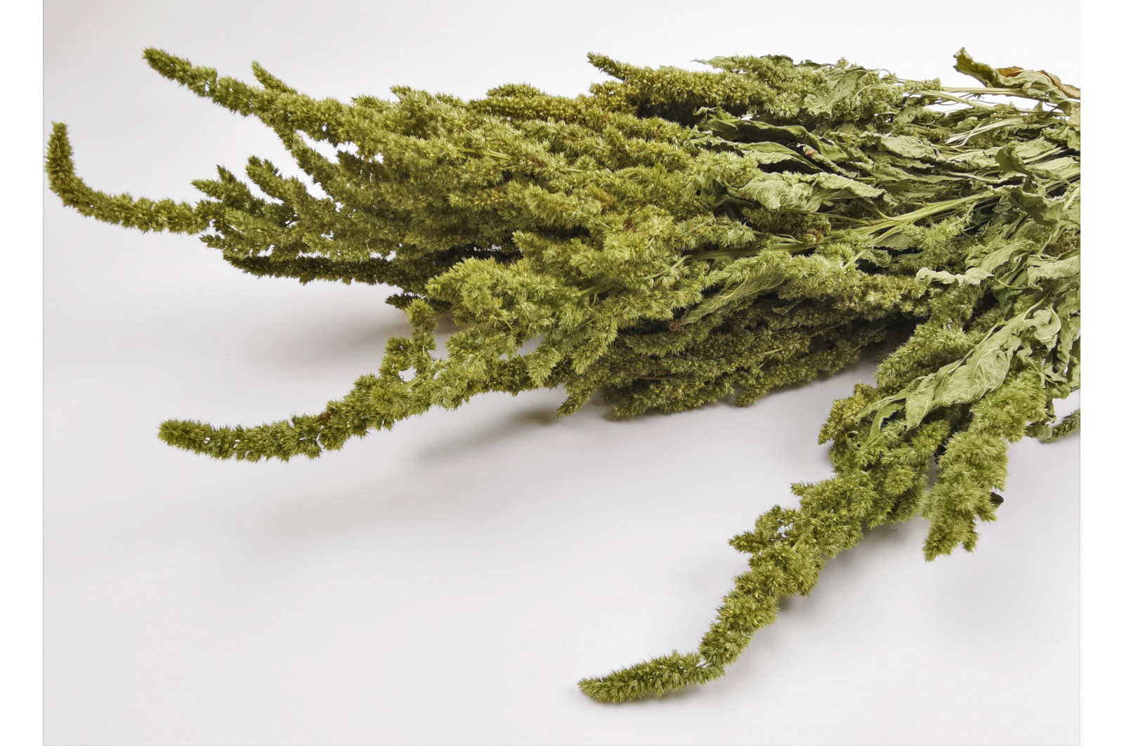 Dried amaranthus (18) dried-amaranthus-18