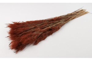 dried-plumeau-grass-8.