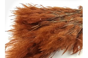 dried-plumeau-grass-8.