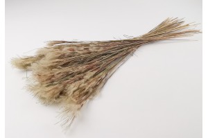 dried-plumeau-grass-8.
