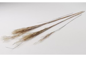 dried-plumeau-grass-8.
