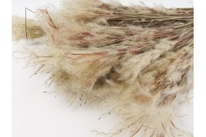 trockene-plumeau-gras-8