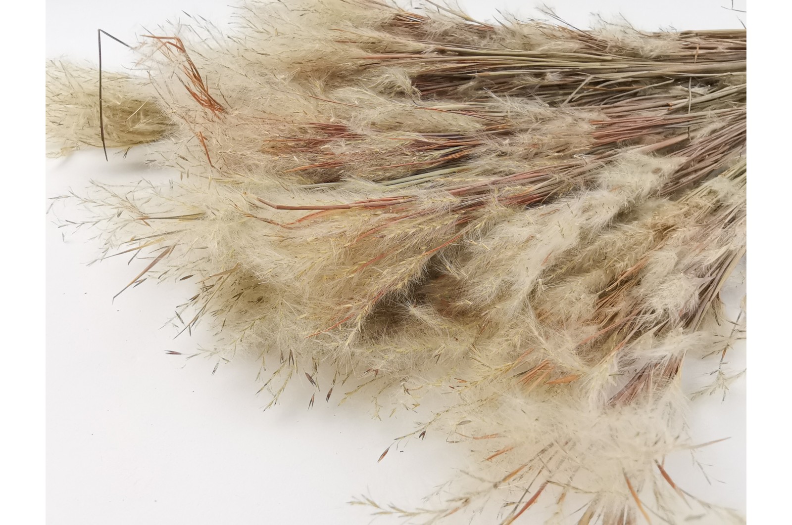 Dried Plumeau (grass) (8) dried-plumeau-grass-8