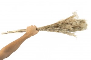 dried-plumeau-grass-8.