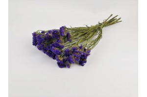 statice-sinuata-sec-18.