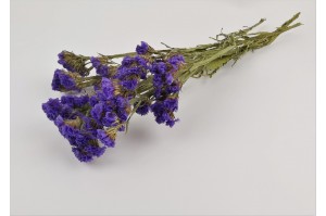 statice-sinuata-sec-18.