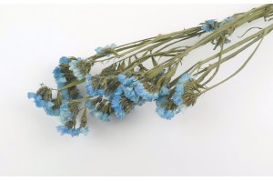 dried-statice-8.