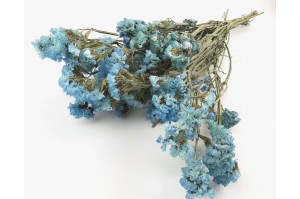dried-statice-8.