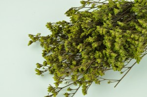 preserved-limonium-8