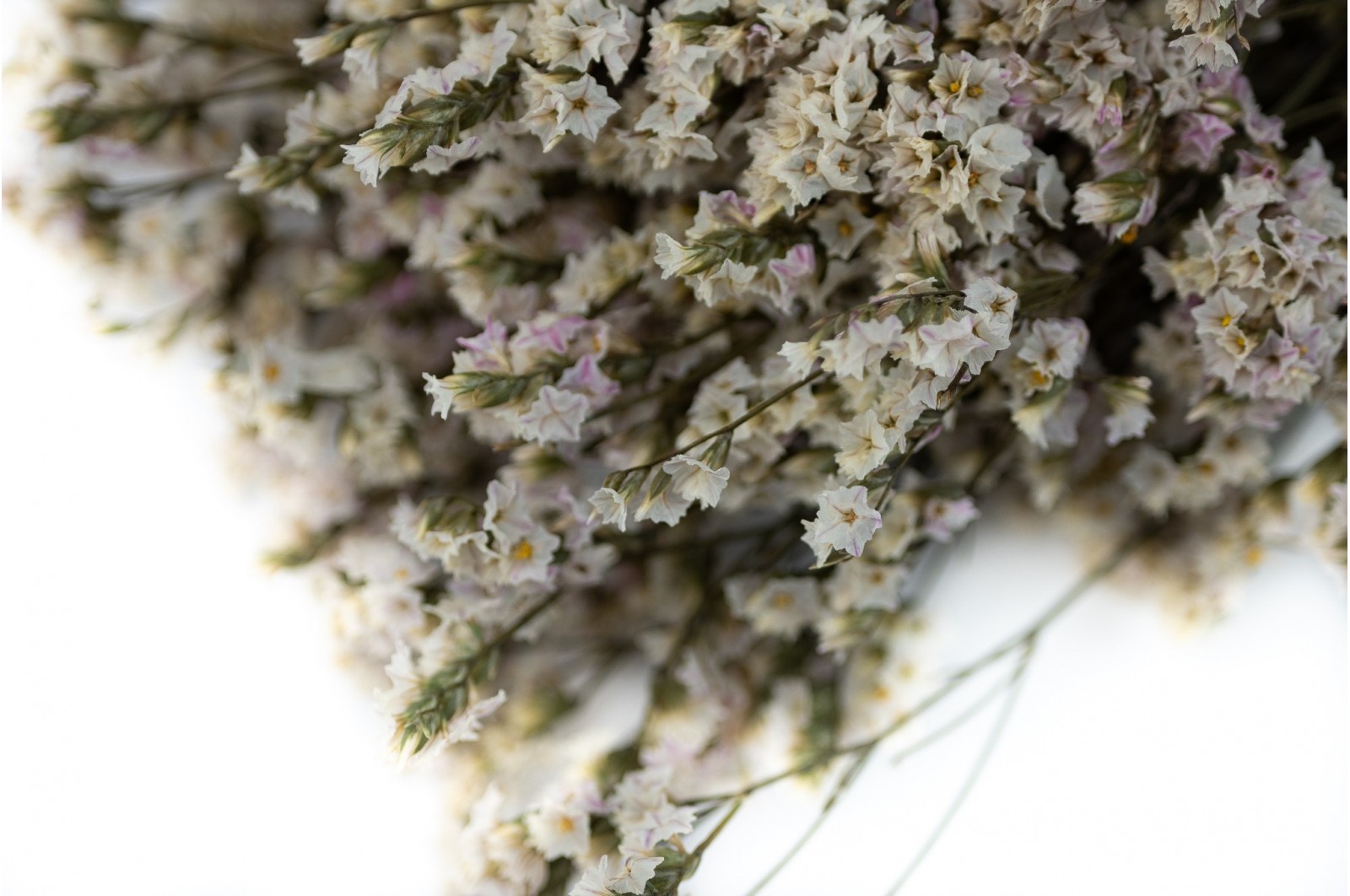 Preserved sinensis limonium (8) preserved-limonium-sinensis-8