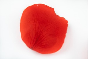 stabilisierte-rosenblaetter-14.