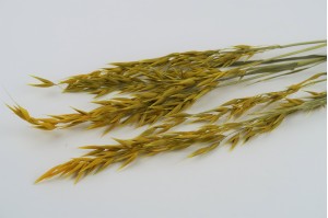 dried-oat-8.