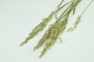 dried-oat-8.