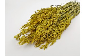 dried-oat-18