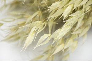 dried-wild-oat-8.