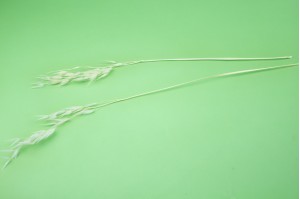 dried-wild-oat-8.