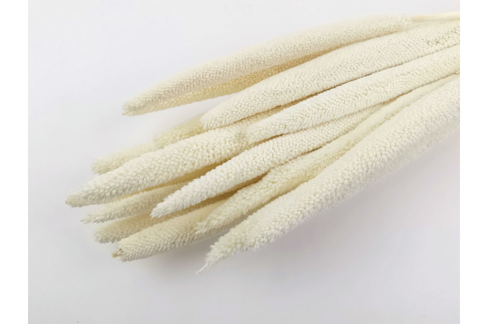 Dried babala (8) Dried babala (8)