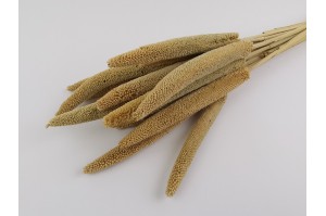 dried-babala-8
