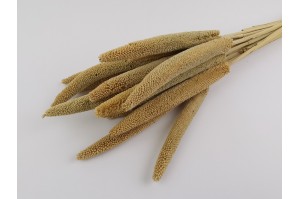 trockene-babala-8