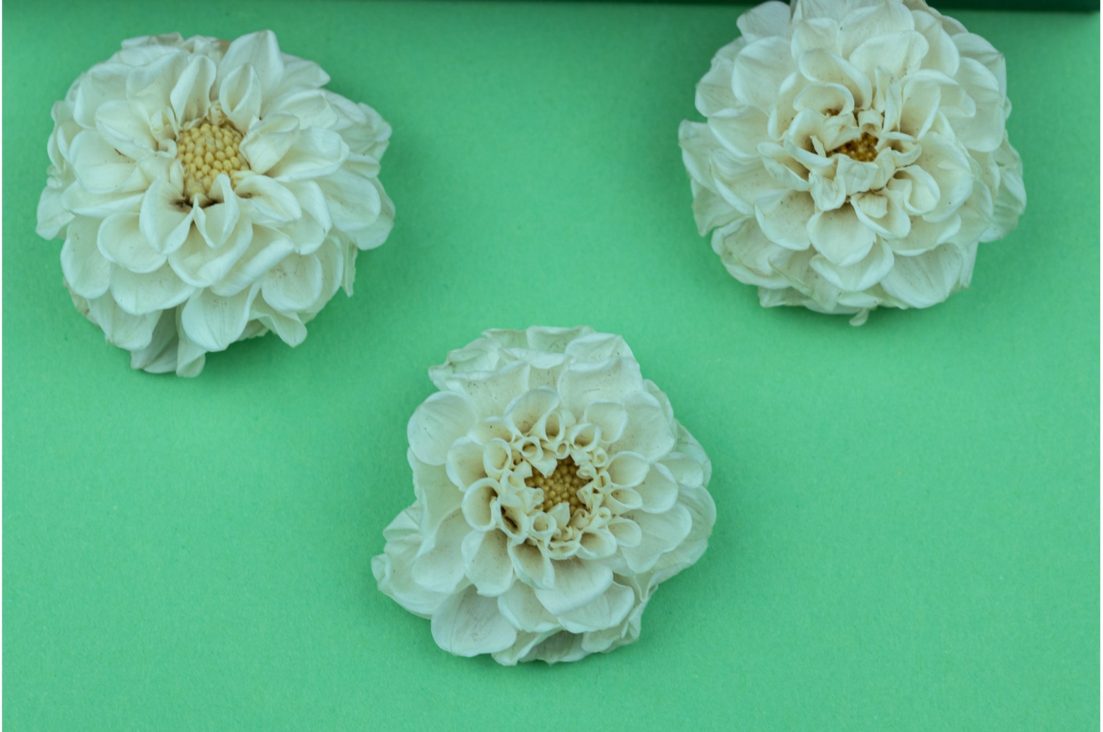 Preserved dahlia (14) preserved-dahlia-14