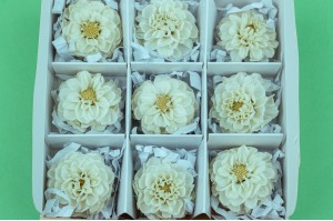 dahlia-stabilise-14.
