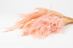 stabilisierte-pteridium-farn-8.