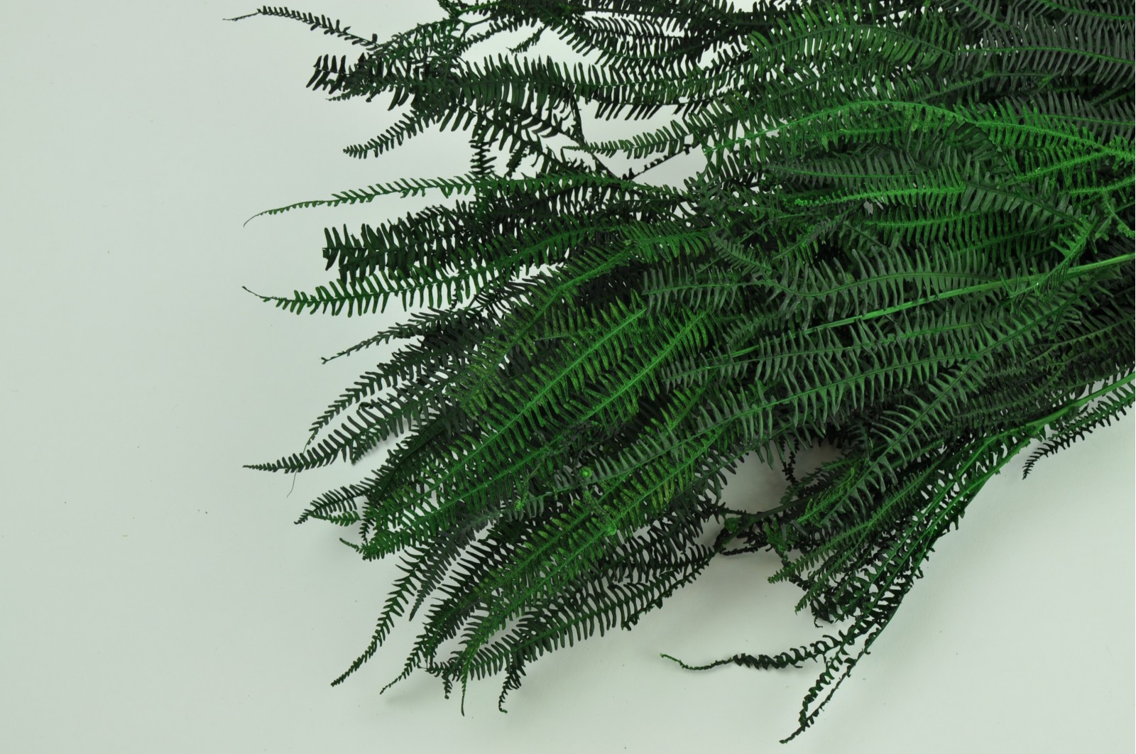 preserved-pteridium-fern-8