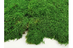 preserved-flat-moss-4.