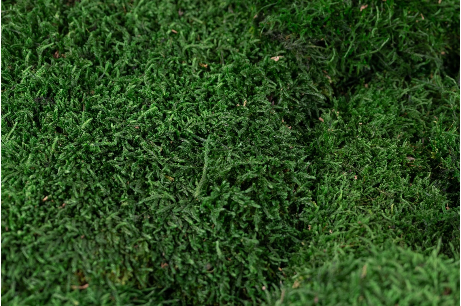 Preserved flat moss (4) Preserved flat moss (4)