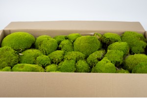 Preserved pole moss bulk box (26)