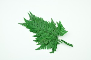 preserved-davalia-fern-13.